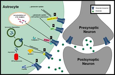 Post-translational Regulation of GLT-1 in Neurological Diseases and Its Potential as an Effective Therapeutic Target